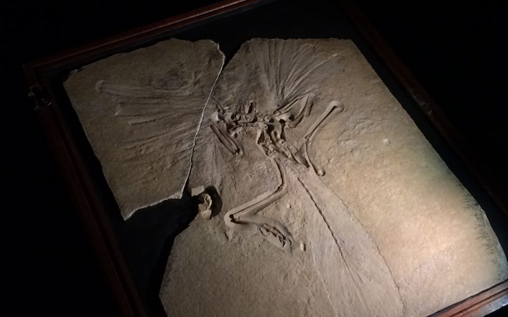 始祖鳥の化石　大映自然史博物館